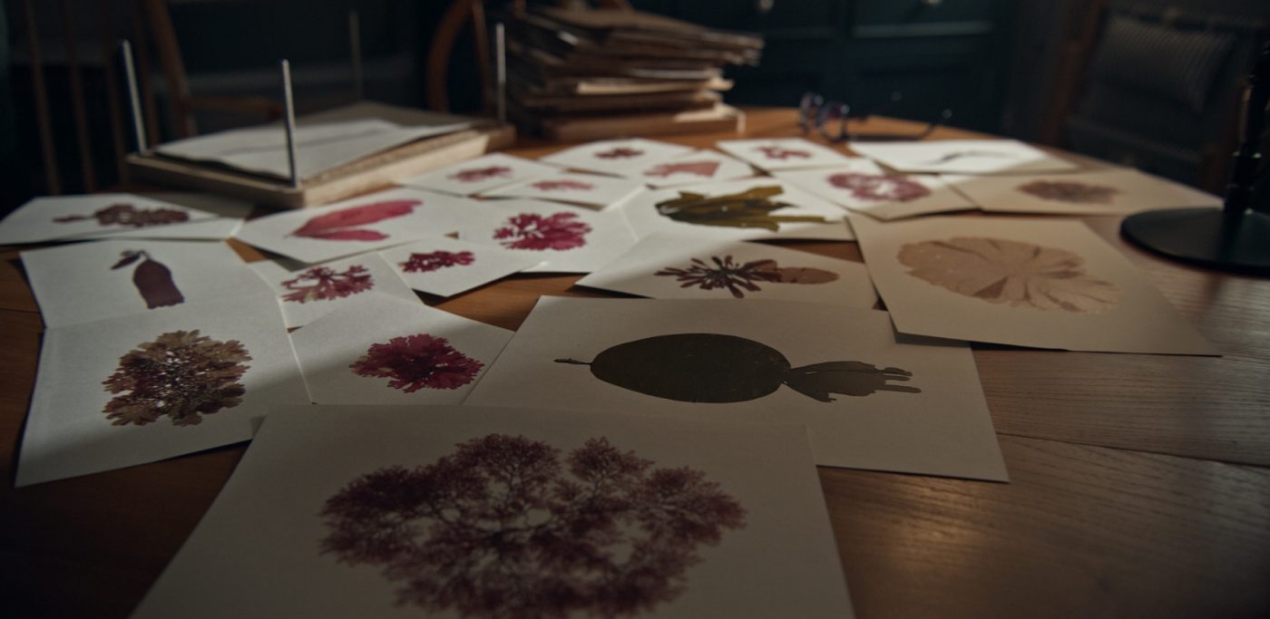 Portia Knight | Seaweed Pressings