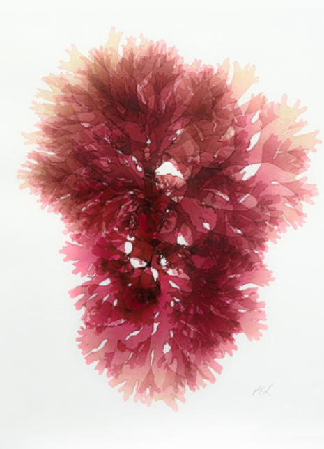 Portia Knight Seaweed Pressing, Beautiful Fan Weed, Framed