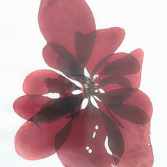 Collection image for: Portia Knight