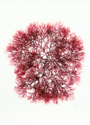 Portia Knight Seaweed Pressing, Red Rags, Framed