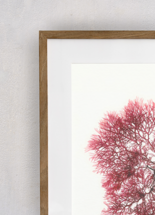 Portia Knight Seaweed Pressing, Red Rags, Framed