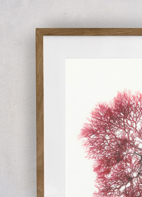 Portia Knight Seaweed Pressing, Red Rags, Framed