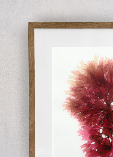 Portia Knight Seaweed Pressing, Beautiful Fan Weed, Framed